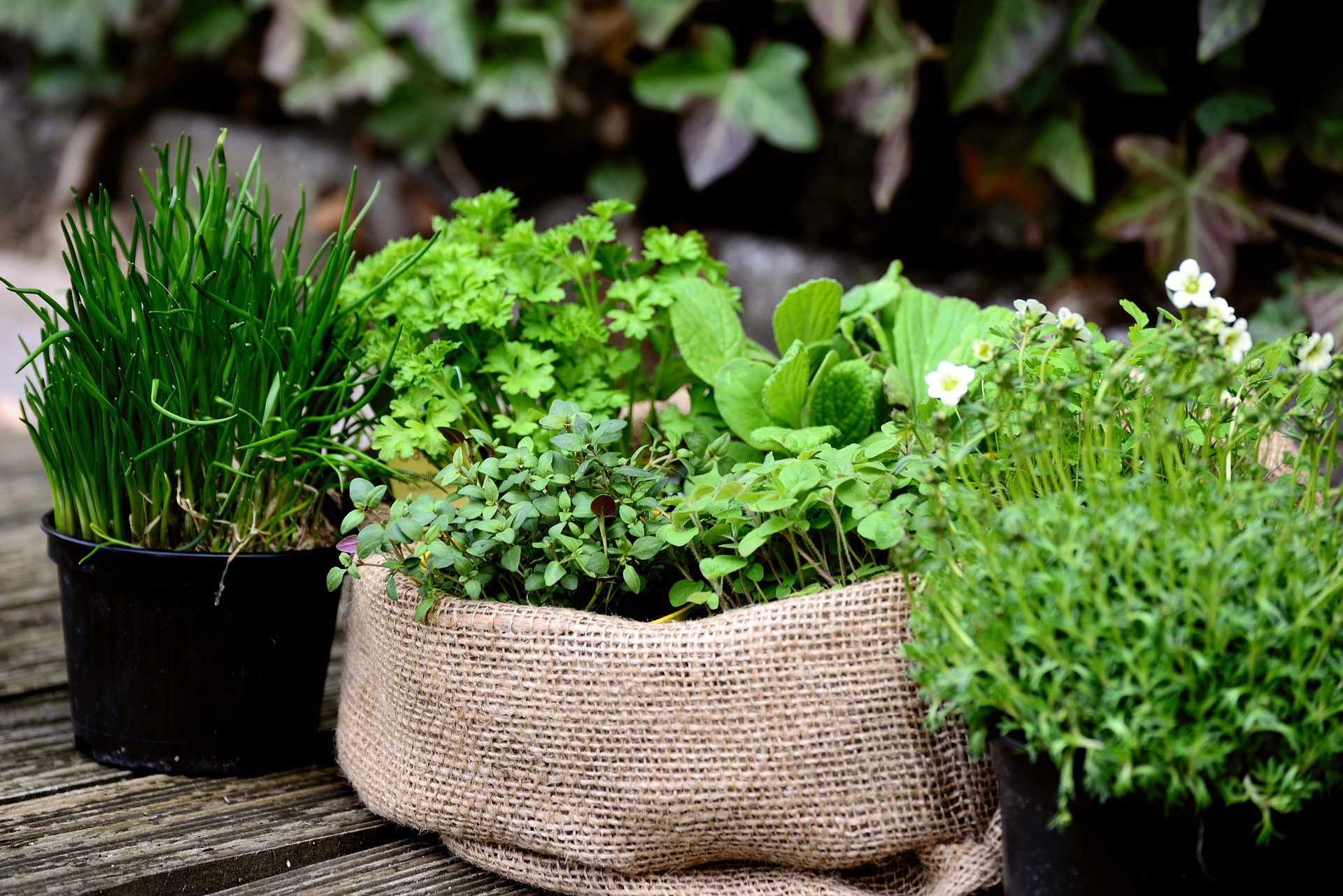 Harnessing Flavor and Health with Indoor Herb Gardens: A Beginner’s Guide