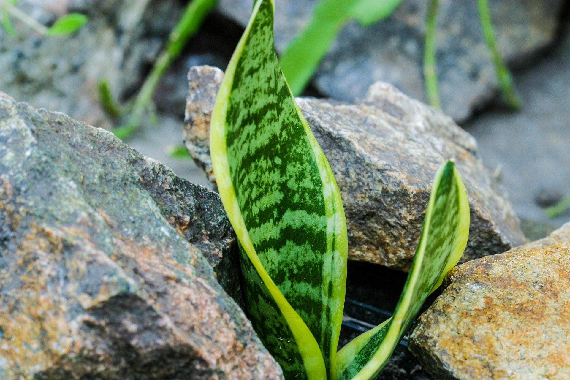 Unveiling the Splendor of Sansevieria zeylanica: A Complete Guide