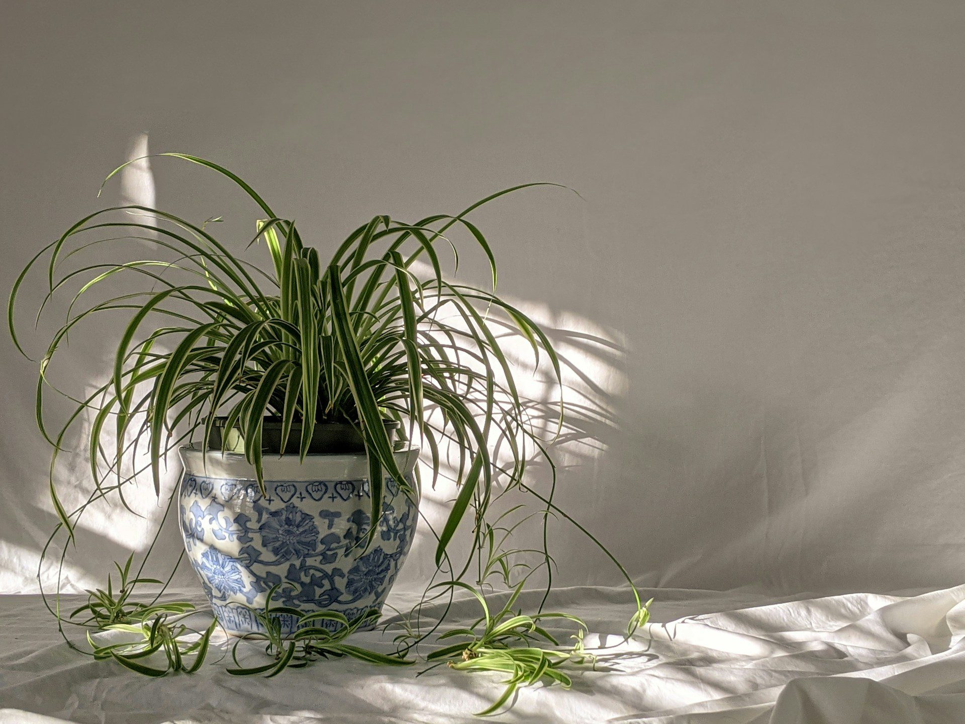 Thriving with Minimal Effort: Low-Maintenance Houseplants