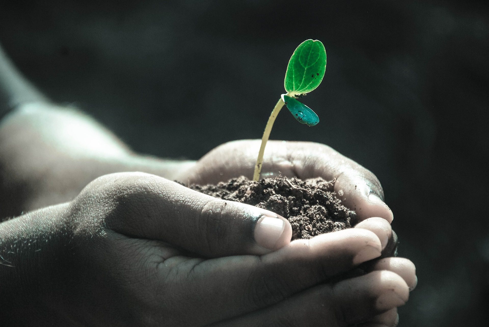 Plant in hands