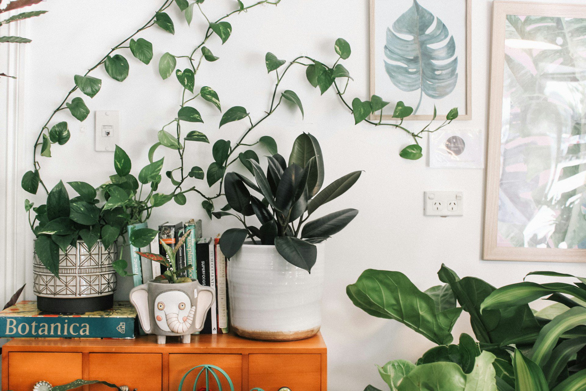 Embracing Green Therapy: How Plants Reduce Stress